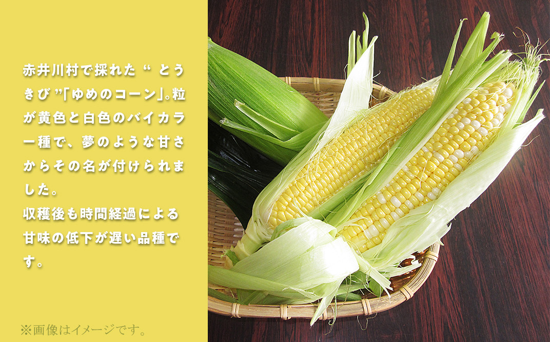 【ゆめのコーン１０本】北海道赤井川村のトウモロコシ：配送８月～