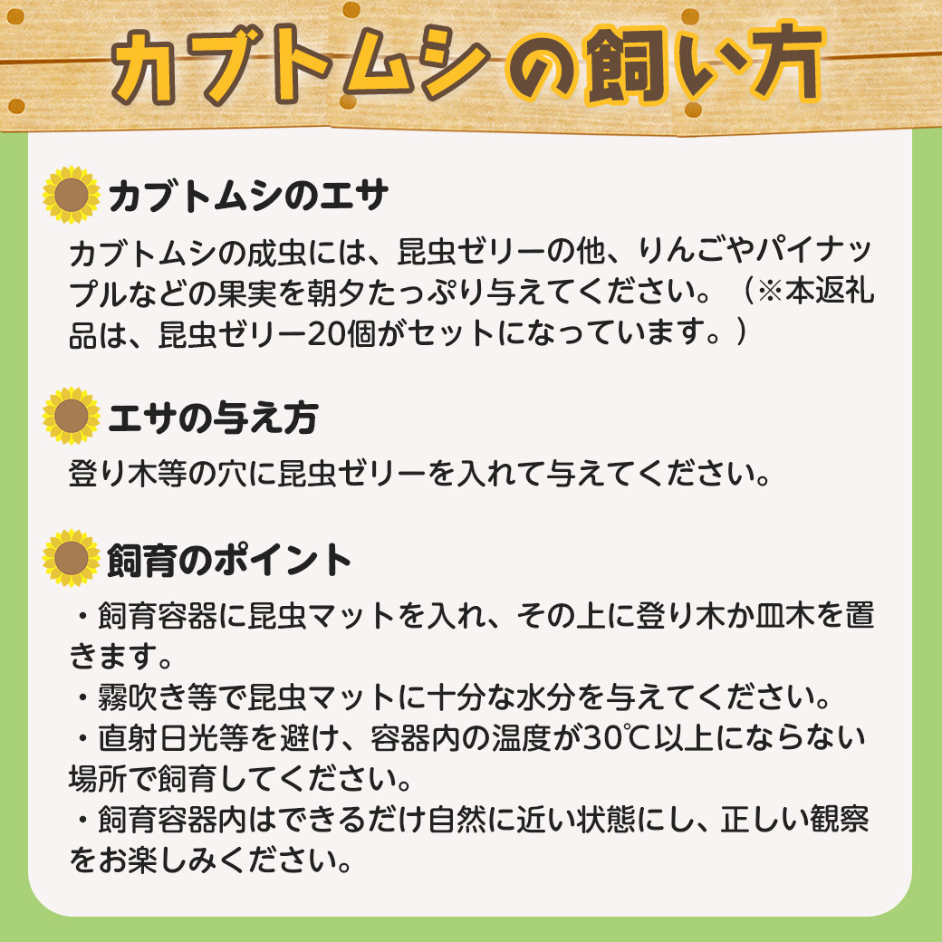 【先行受付☆2026年6月以降お届け】カブトムシ(飼育セット付き) ※限定100セット※_LG-3311_ (都城市)国産カブトムシ オス 飼育セッ ト 子ども ゼリー 自由研究 プレゼント