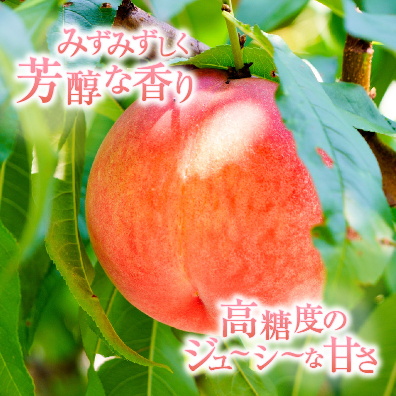 【宿沢フルーツ農園】厳選 黄金桃 約2kg(5~8玉)【2026年発送】(SF)B-193 【黄金 桃 もも モモ 令和8年発送 期間限定 山梨県産 甲州市 フルーツ 果物】
