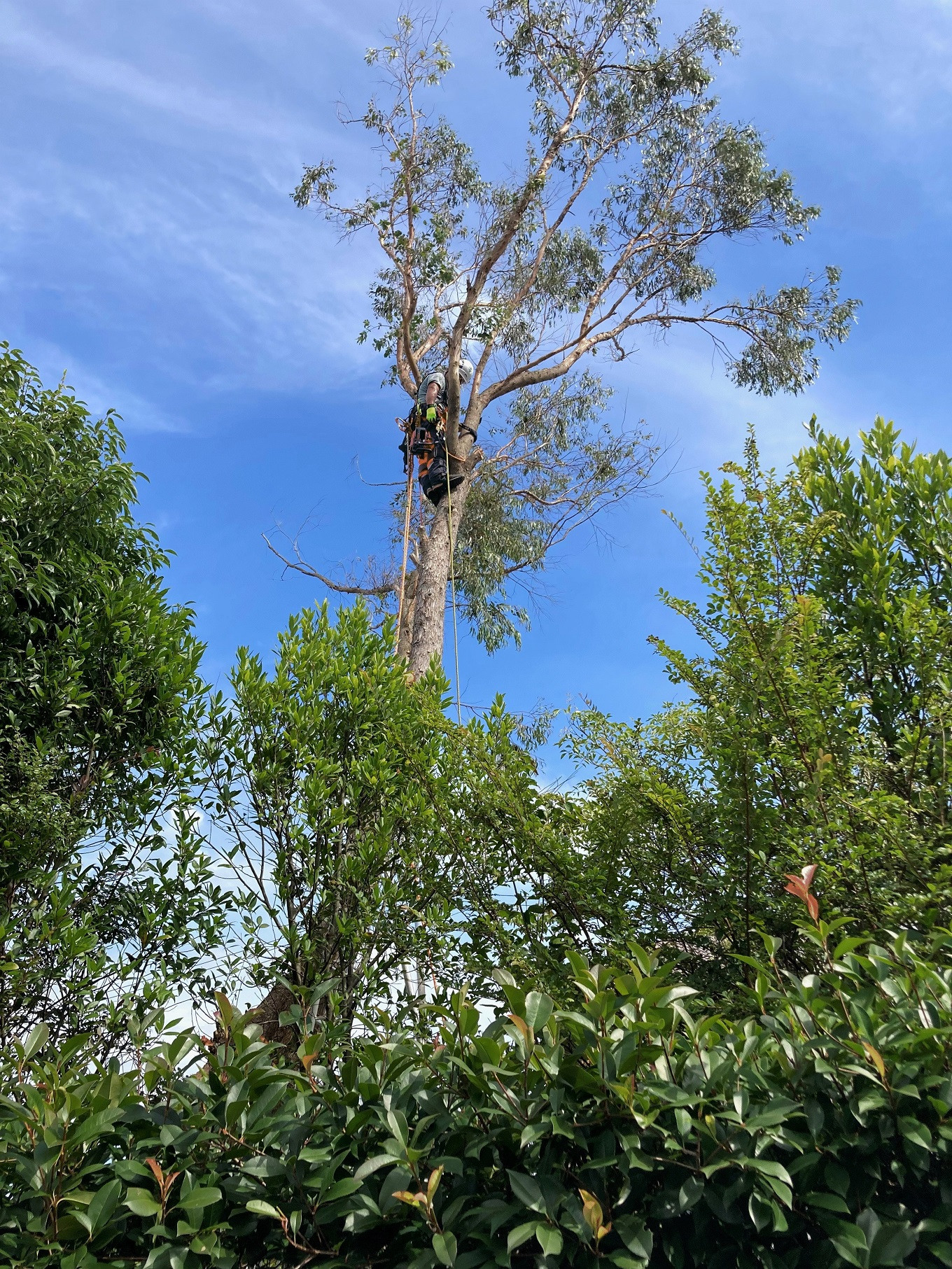 君津市 草刈り作業（100㎡）木こり商会  | サービス サービス券 草刈り 代行サービス 千葉県 君津市 きみつ