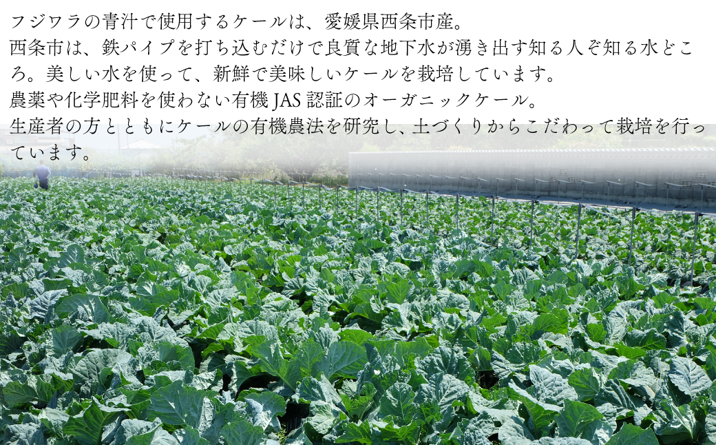 青汁 愛媛県産オーガニックケール使用 フジワラの青汁　冷凍タイプ（7袋入）×４セット　愛媛県西条市