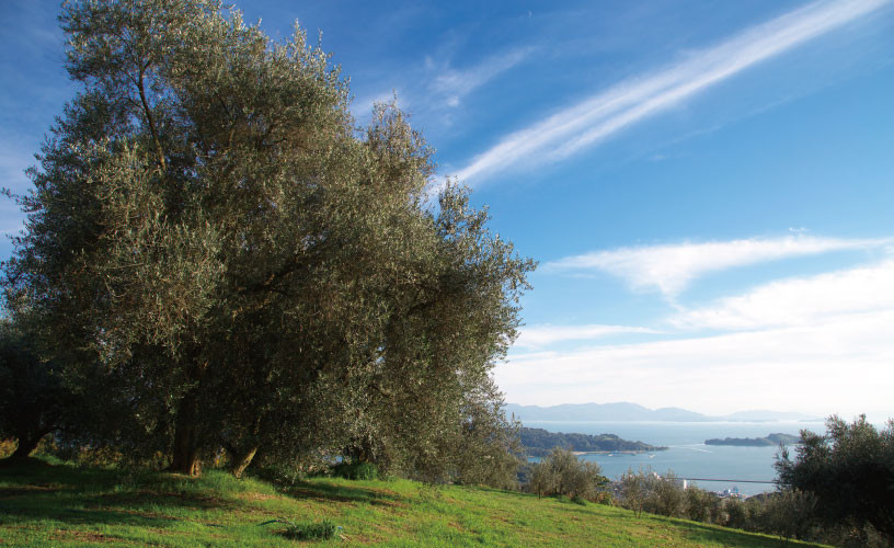 エキストラバージン オリーブオイル 大容量 5Ｌ ふるさと納税限定品 食用油 オリーブ油 植物オイル 植物油 サラダ ドレッシング パスタ フルーティー グリーンな風味 [№5735-1831]