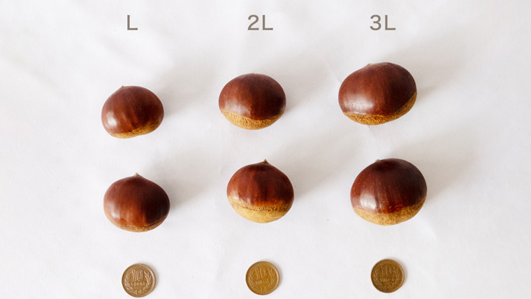 【 吉原農場 の 完熟栗 】 熟成 栗 お楽しみ セット ( 生栗 2Lサイズ ) 令和7年産 完熟 生栗 生むき栗 焼き栗 くり クリ 栗ごはん 贈答 ギフト 果物 フルーツ 数量限定 旬 秋 冬 正月 おせち [CX015ci]