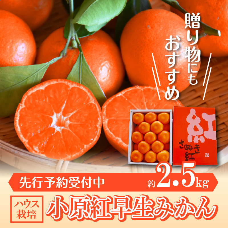 とっても貴重 ハウス小原紅早生みかん 約2kg【2025年6月中旬~2025年8月上旬配送】