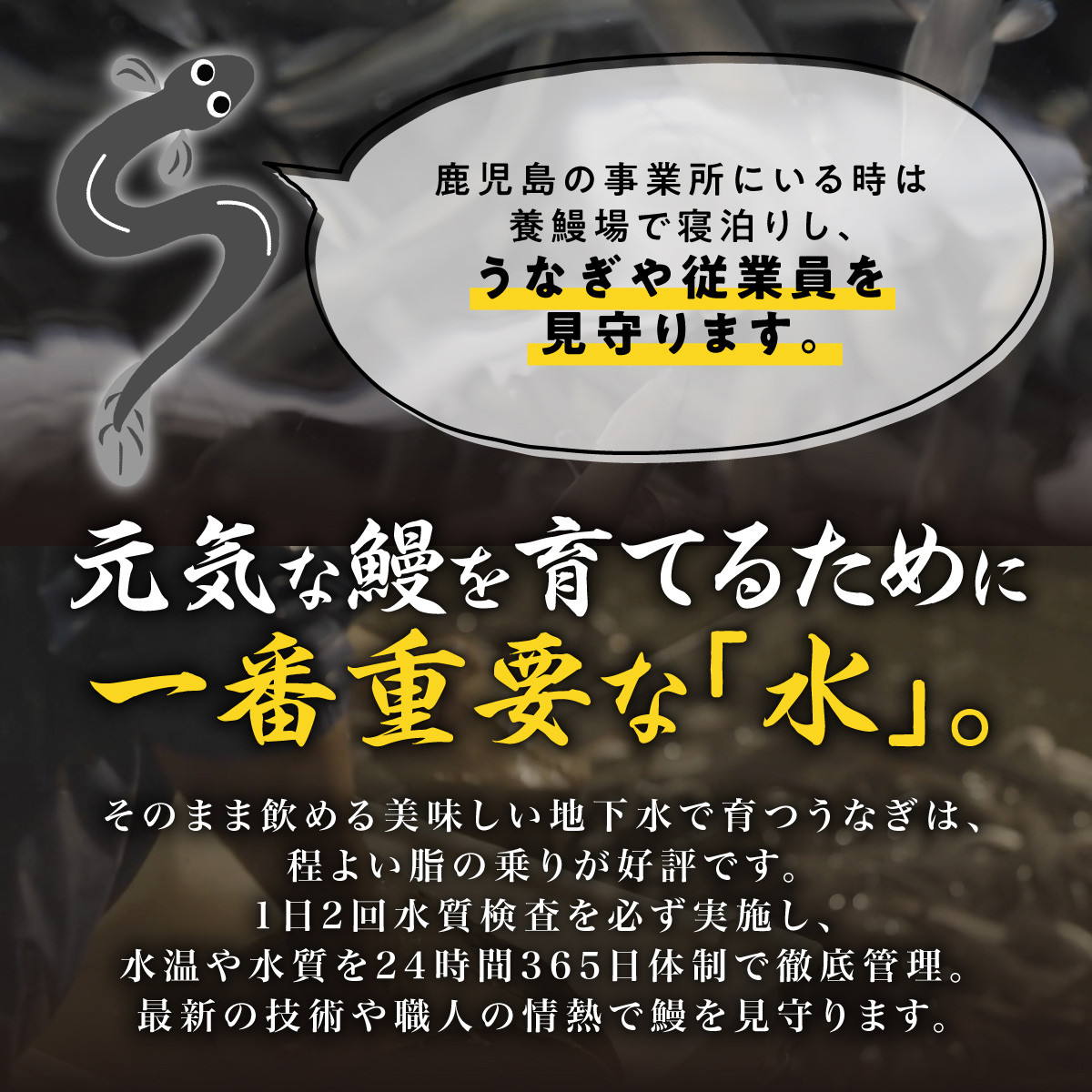 【数量限定】鹿児島県産うなぎ蒲焼き 約130g×2尾