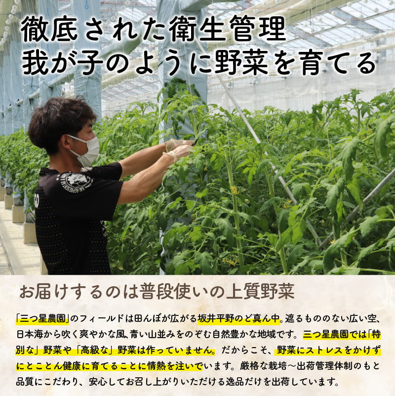 【先行予約】みつぼしトマト☆自然がくれた真っ赤なギフト 約1kg 【2026年5月上旬以降順次発送予定】【とまと トマト 野菜 生野菜 新鮮 産地直送 贈答 ギフト 国産】 [A-2608]