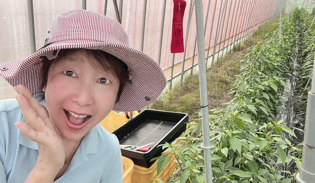 京都・福知山ピクルス 5本セット / ふるさと納税 ピクルス 酢漬け 野菜 規格外野菜 万願寺とうがらし ミニトマト うずら卵 カボチャ サツマイモ 京都府 福知山市