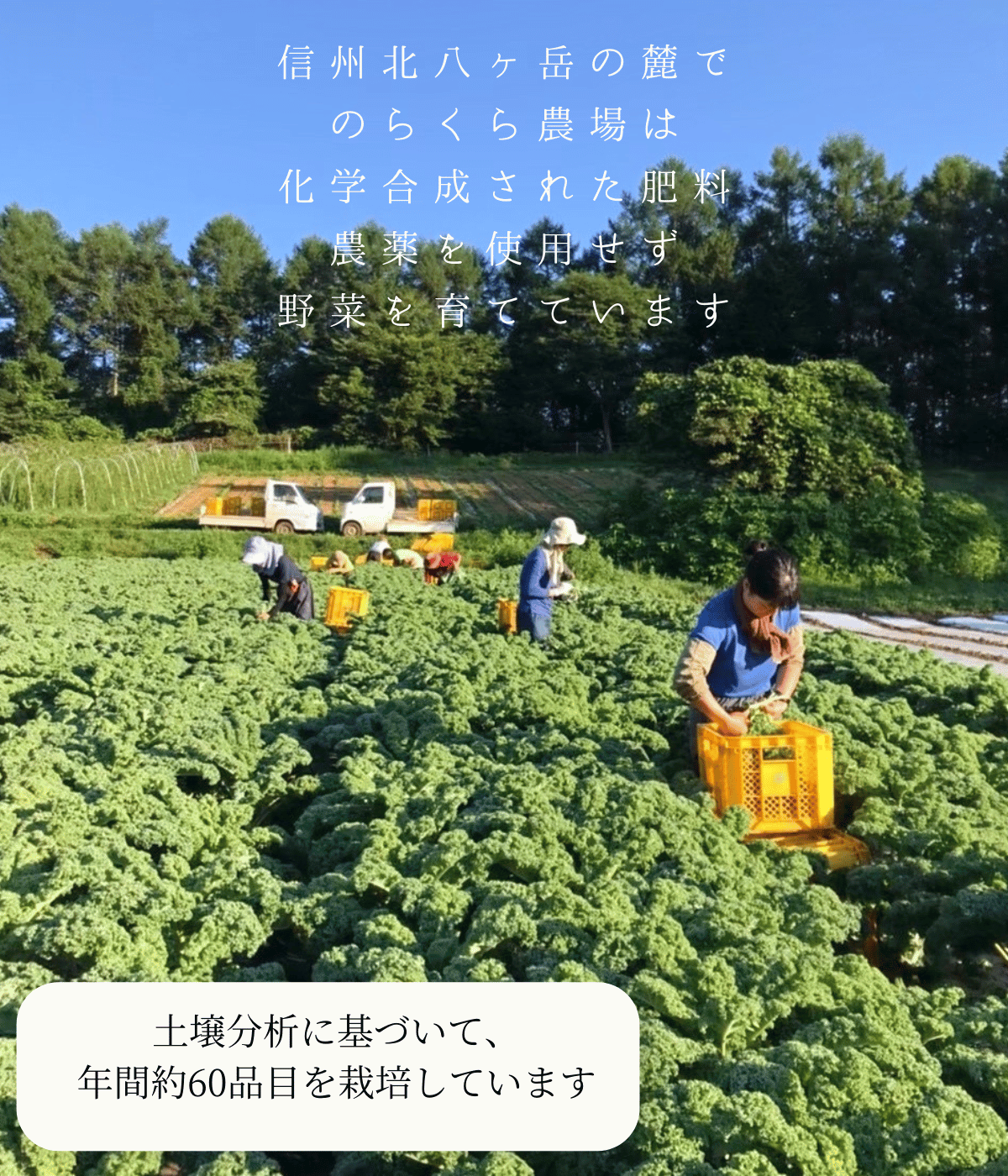 のらくら農場のこだわり玉ねぎ4.5kg［NK-117-01］