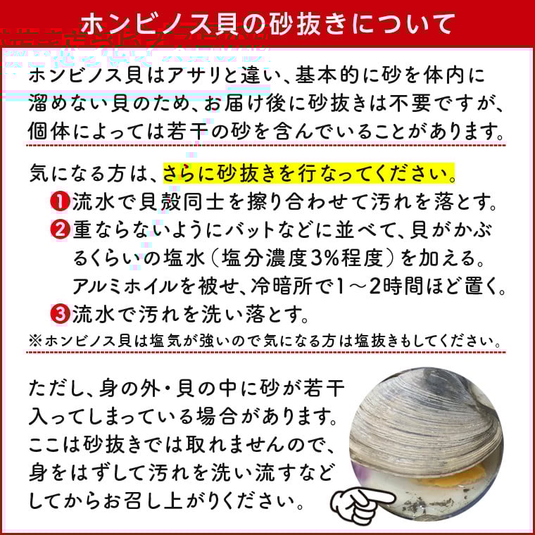 漁師直送!活ホンビノス貝2.5kg(Mサイズ)