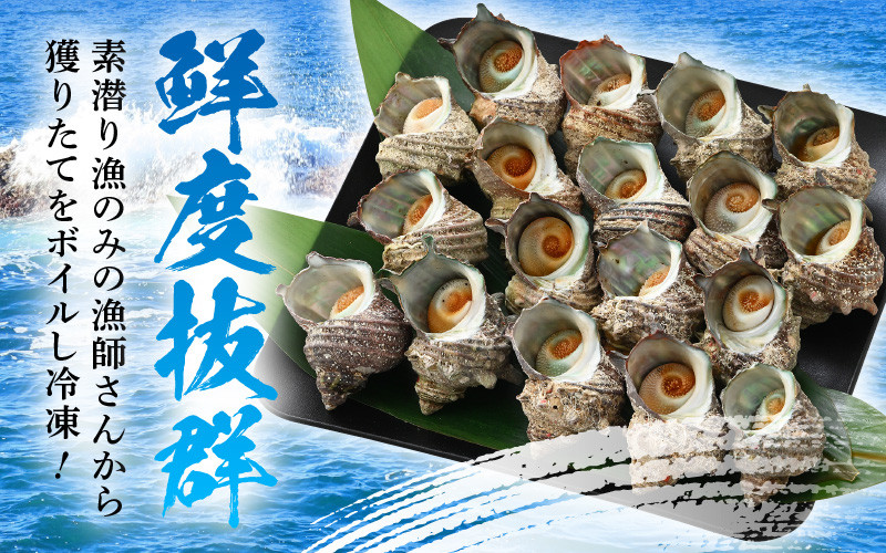 素潜り 天然 サザエ ボイル済み 約14～18個 約800g (400g×2P)  若狭湾産 新鮮な素潜り活サザエをボイル＆冷凍 柔らかくて美味しい小振りサイズのみ厳選！ 地元で大人気！ つぼ焼き BBQ バーベキュー 佃煮【配送不可地域:離島】[m17-a051]