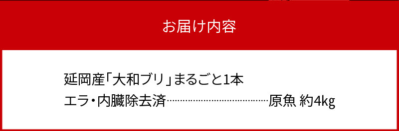 【10月~2月発送!!】まるごと一本!大和ブリ内臓処理済み刺身ぶりしゃぶ煮物 N072-YC131