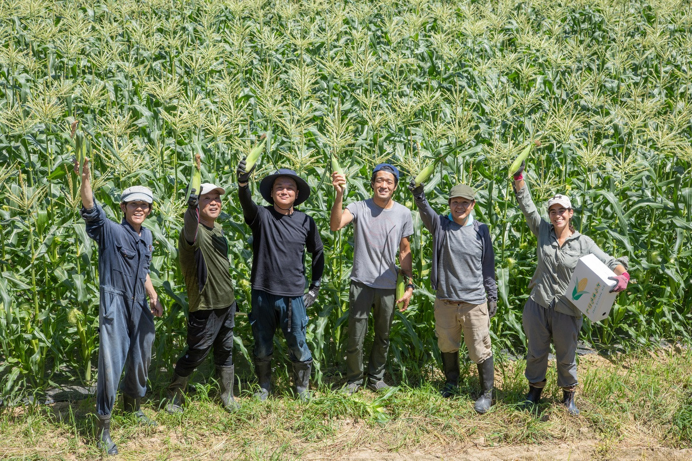 ［2026年先行予約］ 牛窓産とうもろこし まるでフルーツ！ 生で甘い、茹でて美味い！ 白色とうもろこし 「うしまどんな」約4kg（8～12本入り） 野菜 ホワイトコーン 夏野菜 おやつ 間食 お弁当 バーベキュー BBQ[№5735-1233]