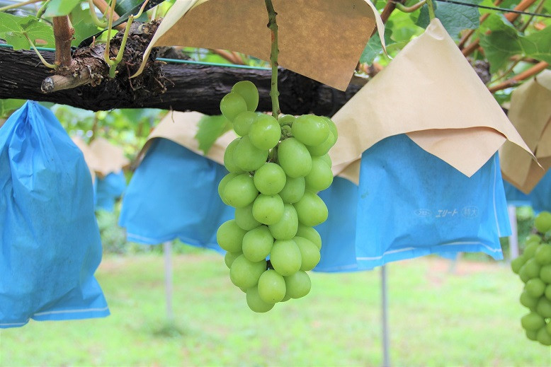 シャインマスカット&ナガノパープル 詰め合わせ 1kg(2〜3房) 先行予約 | シャインマスカット しゃいんますかっと ぶどう ブドウ 葡萄 高級 ナガノパープル ながのぱーぷる 詰合せ 旬 季節 先行予約 数量限定 果物 フルーツ セット 直送 贈答 プレゼント 田原ぶどう園 埼玉県 杉戸町