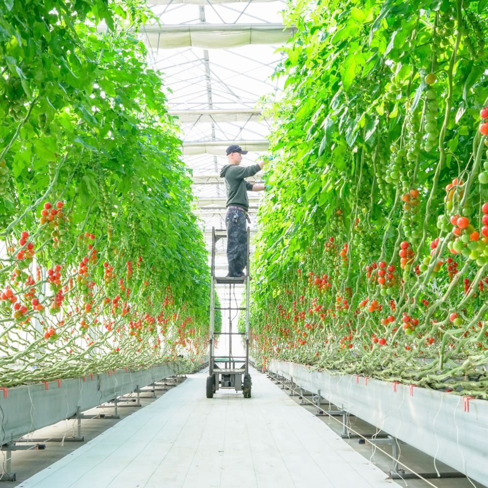 太陽の恵みをたっぷり浴びた はにかみトマト 約1kg | 野菜 トマト フルーツ トマト ミニトマト 特産品 栃木県 真岡市 人気 お試し リコピン 豊富 1キロ 寄附 ベジタブル 果物 人気 高評価 野菜 送料無料