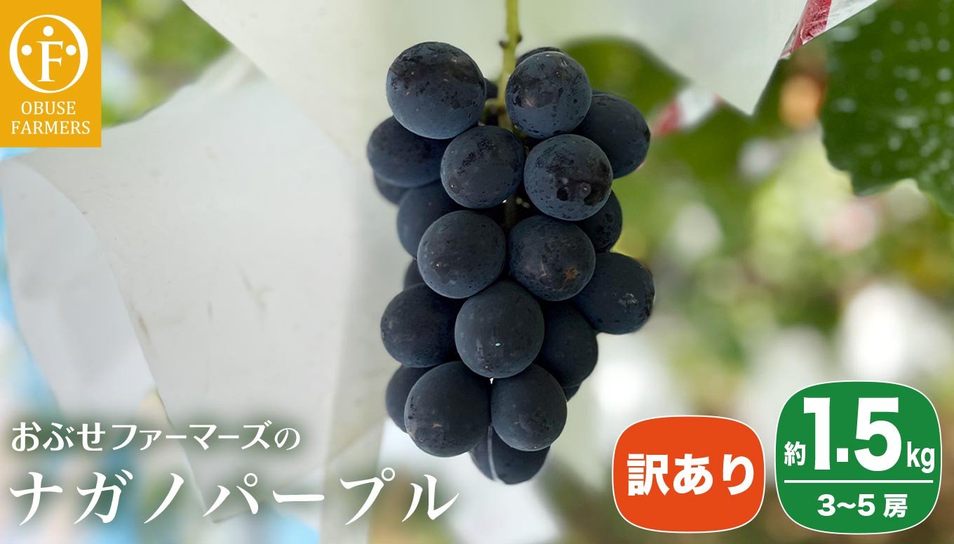 【訳あり】ナガノパープル 約1.5kg 3～5房 ［おぶせファーマーズ］家庭用 果物 フルーツ ぶどう 期間限定 数量限定 規格外 不揃い 傷 令和7年産 【2025年9月中旬～10月下旬発送】［F-544］