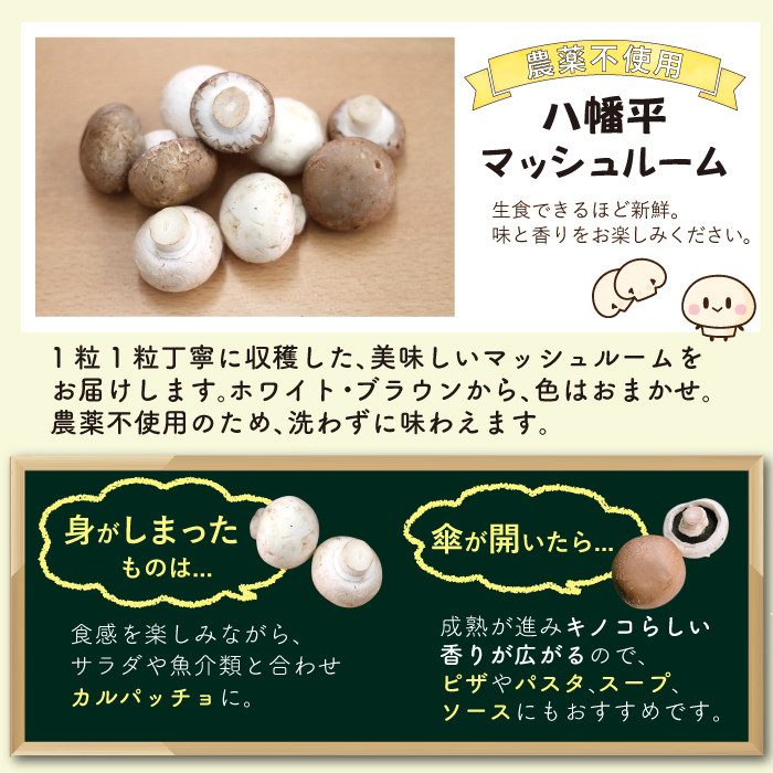 岩手県産 八幡平マッシュルーム1kg 色はおまかせ 3ヶ月定期便 / マッシュルーム きのこ 茸 キノコ 料理 生食 サラダ パスタ バーベキュー BBQ おつまみ つまみ 焼く 煮る 揚げる 調理 料理 スープ ソース お弁当 自宅用 家庭用 和食 洋食 おすすめ オススメ 【ジオファーム】