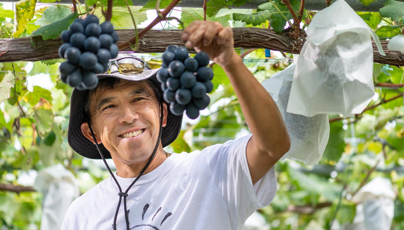 【訳あり】ナガノパープル 約1.5kg 3～5房 ［おぶせファーマーズ］家庭用 果物 フルーツ ぶどう 期間限定 数量限定 規格外 不揃い 傷 令和7年産 【2025年9月中旬～10月下旬発送】［F-544］