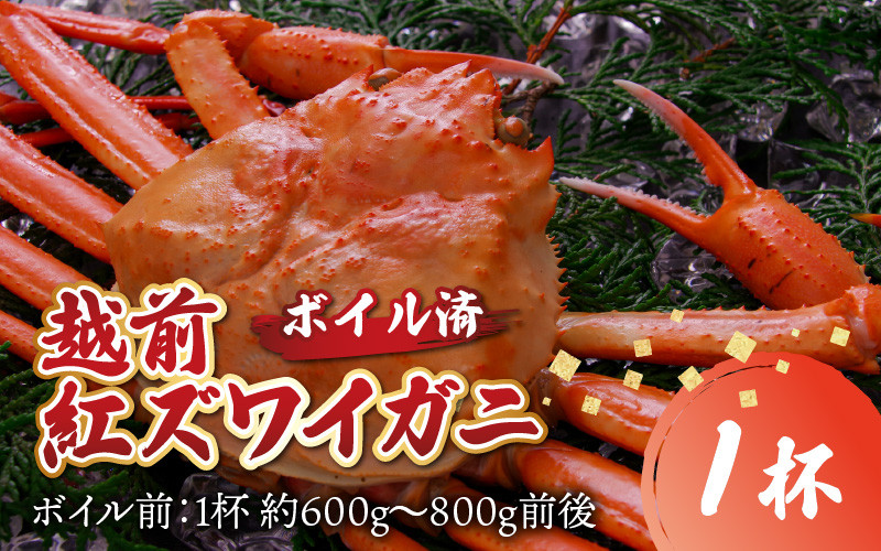 【先行予約】【12月発送】【数量限定】福井県産 越前紅ズワイガニ × 1杯 | ゆで蟹 紅ズワイガニ カニ ズワイガニ 紅ずわいがに かに 紅ズワイガニ カニ ズワイガニ 紅ずわいがに かに 紅ズワイガニ カニ ズワイガニ 紅ずわいがに かに カニ ズワイガニ 紅ずわいがに 紅ズワイガニ カニ ズワイガニ 紅ずわいがに かに カニ 冷蔵 チルド 北陸 ゆで蟹  かにみそ かに鍋 かにしゃぶ ボイル