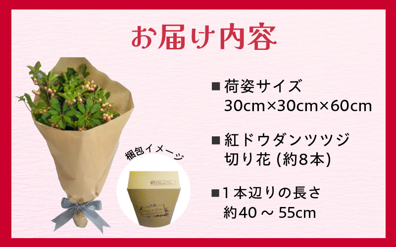 【先行予約】更紗ドウダンツツジ　切り花【2026年4月25日から5月15日まで発送】【ツツジ つつじ お花 花 はな フラワー 花 切り花 植物 家庭菜園 花壇  園芸 鉢物 】[m47-a003]