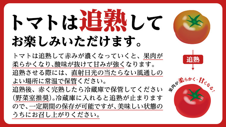 超大玉 フルーツトマト 大箱 約2.8kg × 1箱 【14～18玉/1箱】 2026年産 糖度7度 以上 野菜 フルーツ トマト とまと [AF008ci]