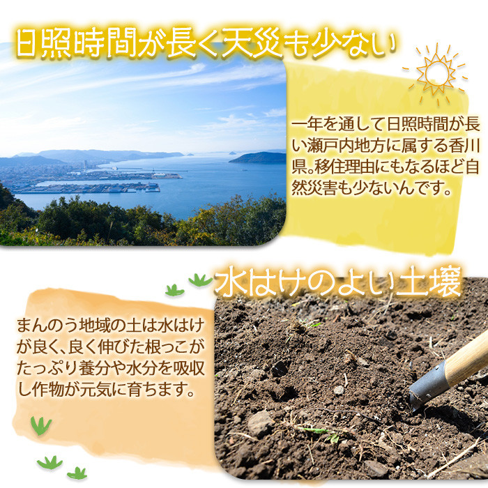 <先行予約!2026年6月上旬以降順次発送予定><訳あり・家庭用>イエローコーン(約3kg) 【man114・man115】【Aglio nero】