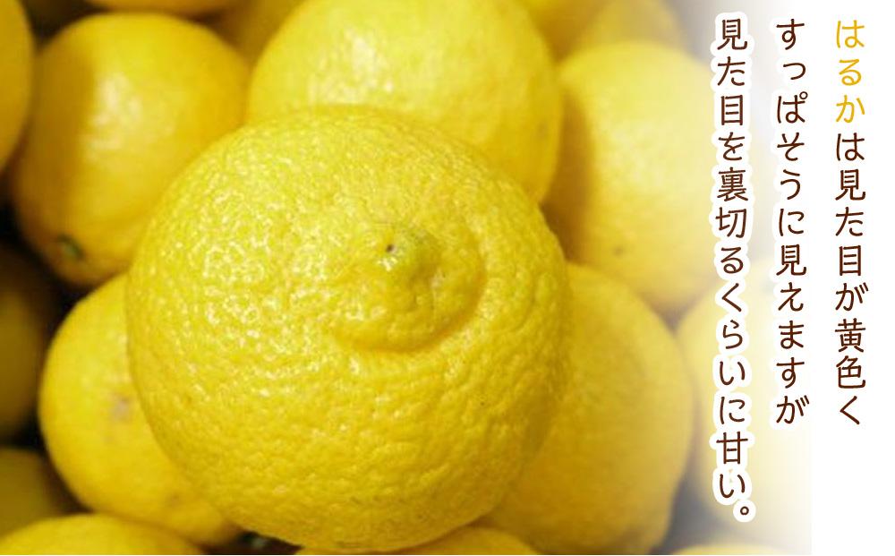 完熟はるか 7kg ドルチェみかん