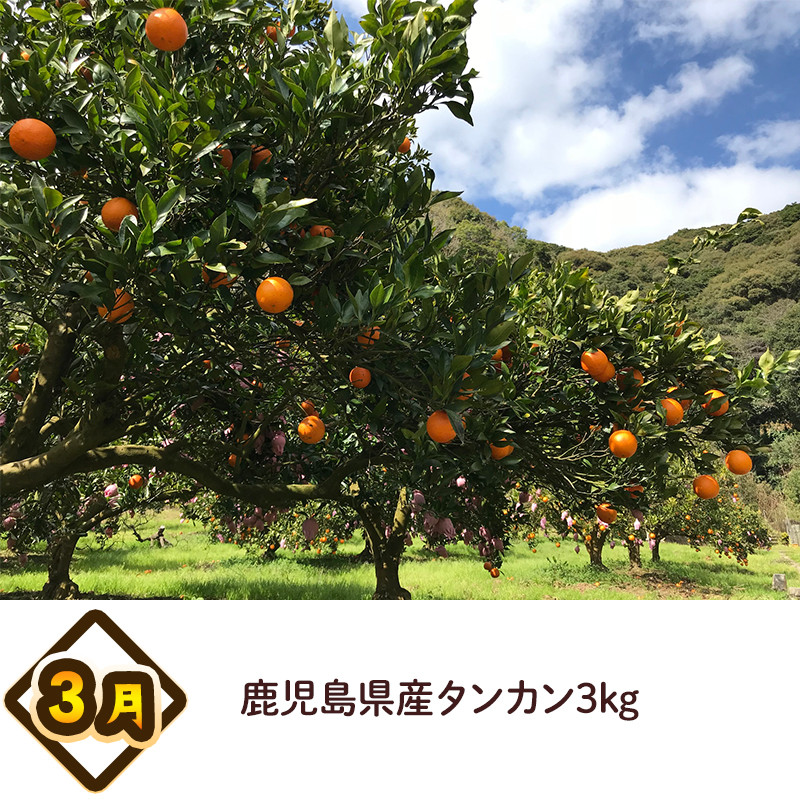 ＜発送月固定定期便＞南九州トクトク定期便ライト全4回【4014686】