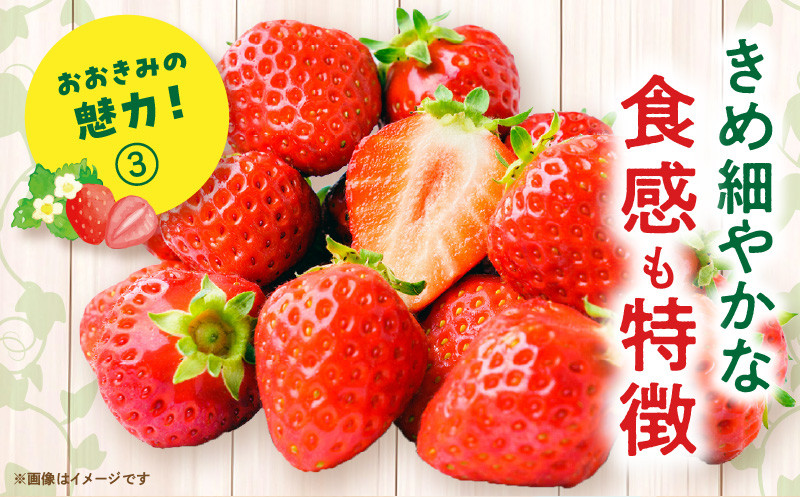 《2026年発送》【数量・期間限定】宮崎県産いちご「おおきみ」3パック(計1080g以上：36粒～45粒)_M260-011