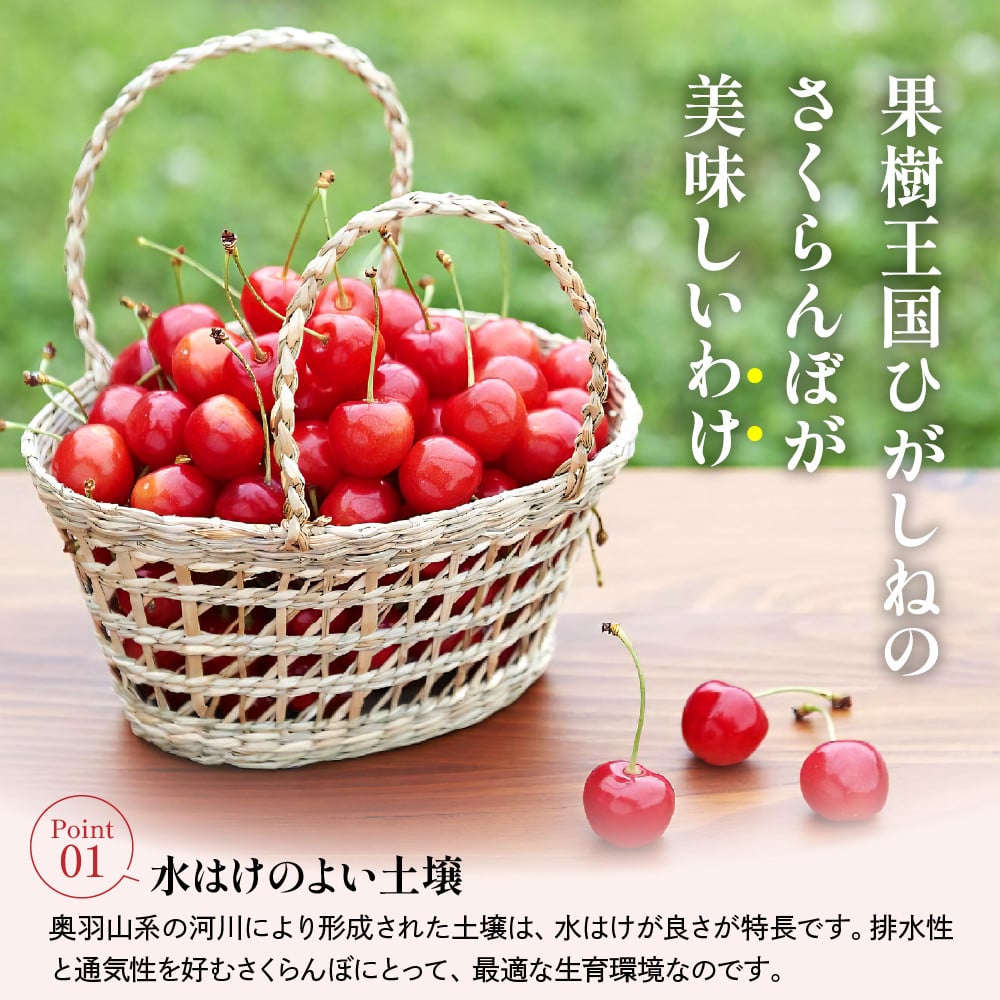 【2026年産 先行予約】GI 「東根さくらんぼ」佐藤錦 900g バラ詰め JA園芸部提供 山形県 東根市 hi001-039