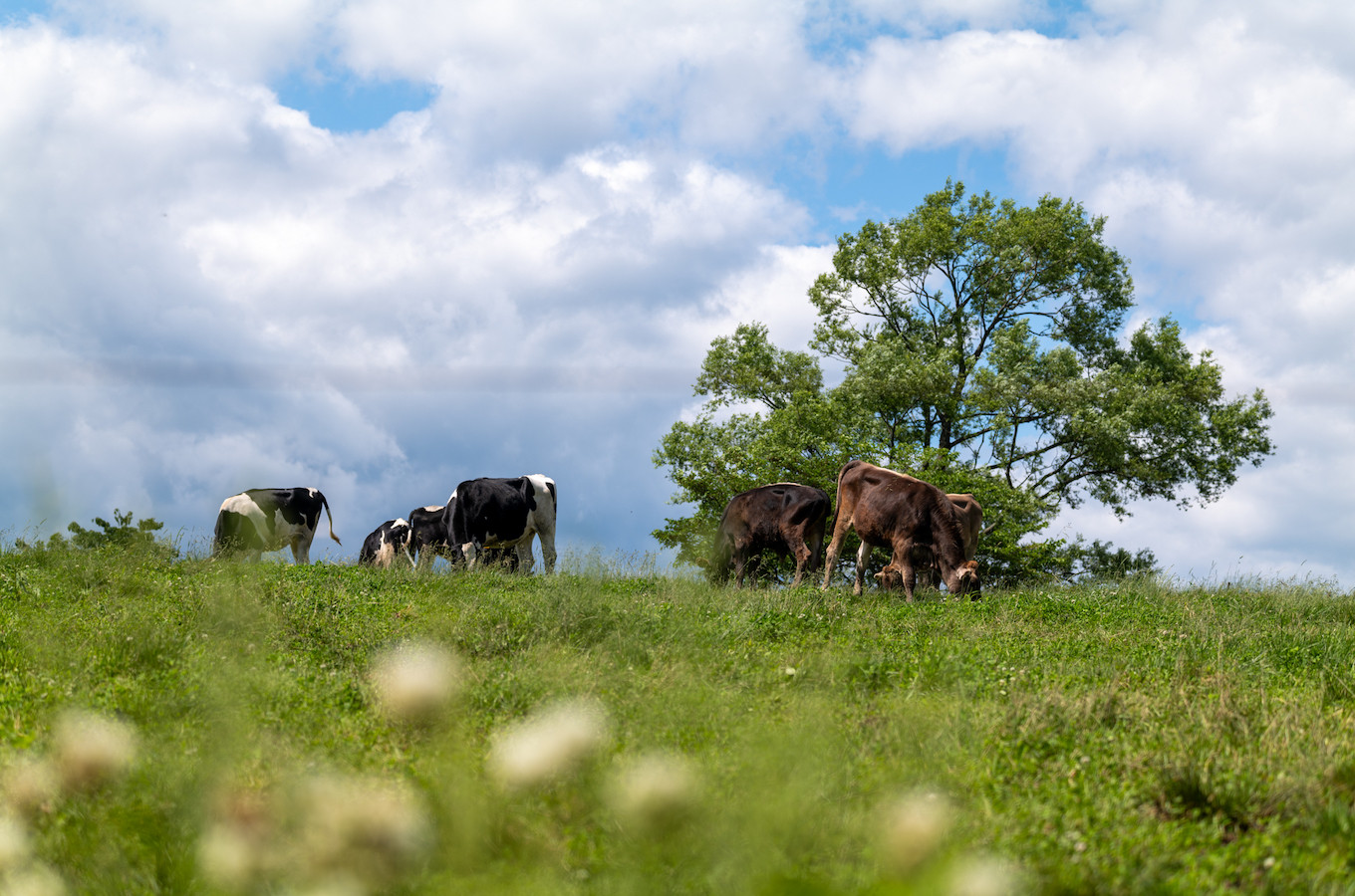 左草ブラウンスイス牧場　ブレザオラ