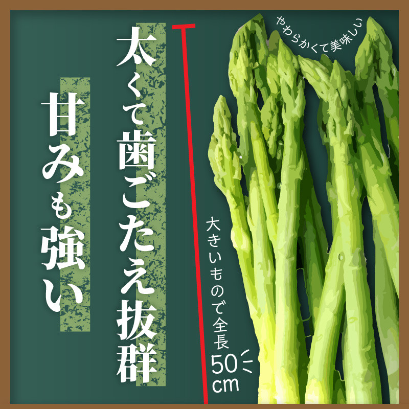 アスパラガス「さぬきのめざめ」約1.5kg(夏芽)