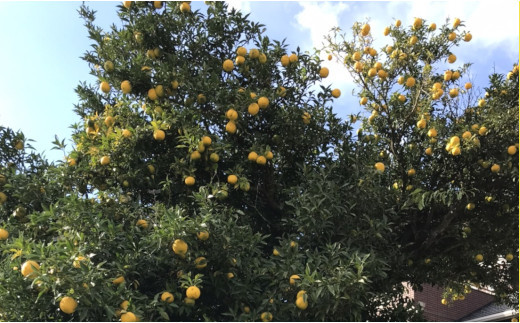 【数量限定】 大和農園のご家庭用 「北限のゆず」 約2kg 【 ゆず ユズ 柚子 柑橘 フルーツ 果物 くだもの 旬 】 RT1206