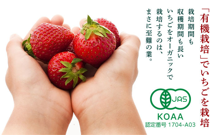【訳あり】【先行予約】 加工用 いちご 恋みのり 約1000g【伊藤農園】 イチゴ いちご 苺 果物 フルーツ  [ZBB011]