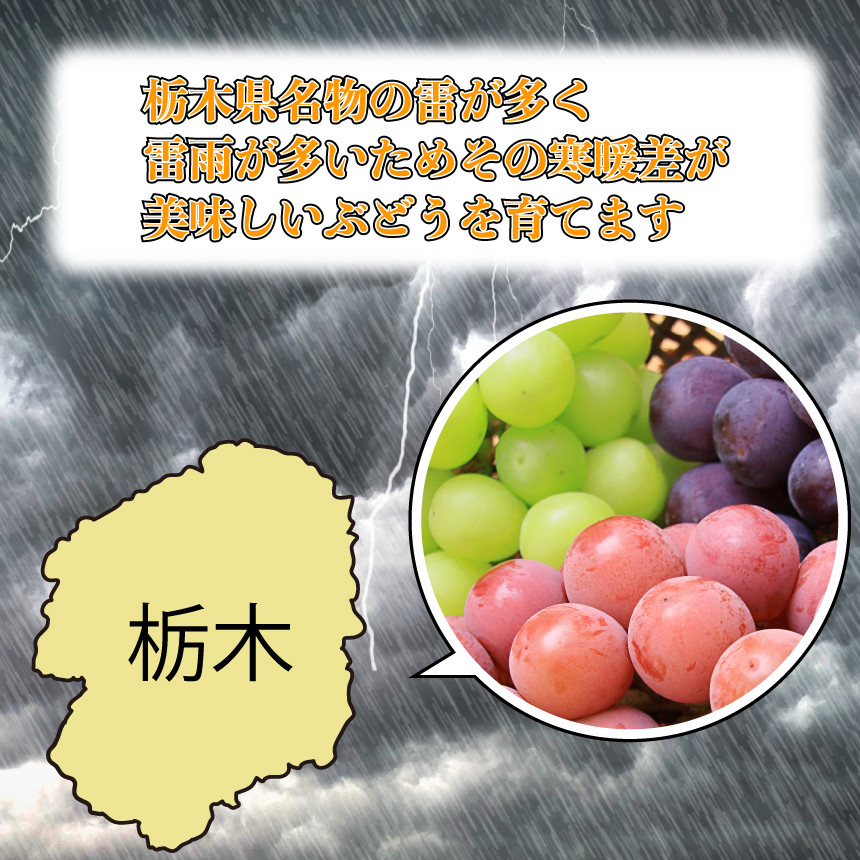 【先行予約】ぶどう ブラックビート  約 2kg 黒ぶどう | 朝摘み直送 ブドウ 葡萄 フルーツ 甘い 人気 おいしい お取り寄せ スイーツ 甘い ご褒美 国産 真岡市 栃木県 限定 送料無料