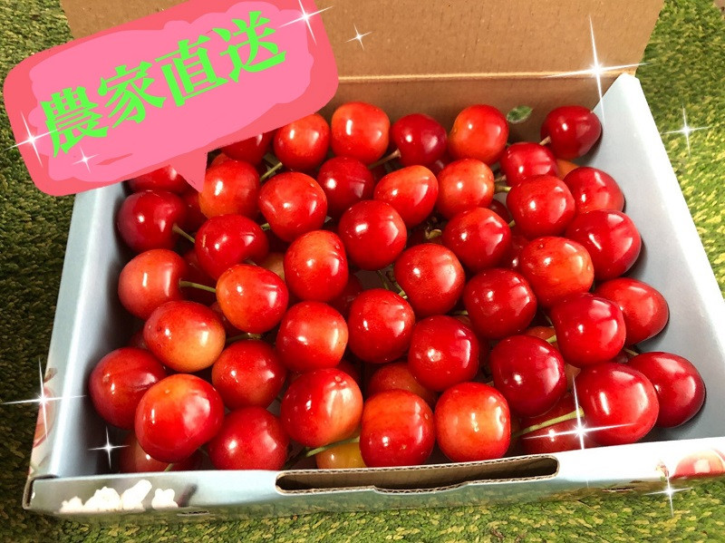 まるで宝石箱 安定の高級品種【佐藤錦】生産者直送【2026年発送】(ISI)B12-156