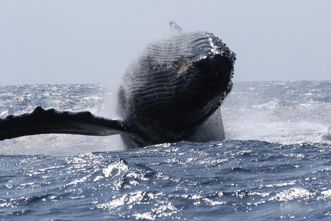 【奄美大島北部】ホエールウオッチング 3時間 ※1月中旬から3月下旬まで※　A141-002