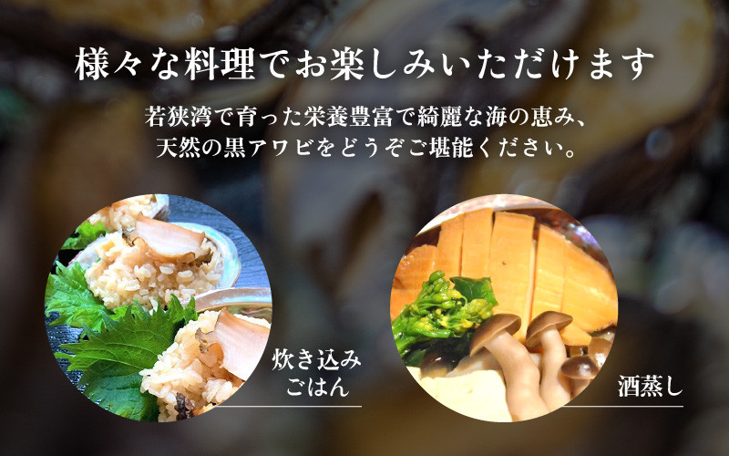 【先行予約】日本海若狭湾の 天然 活黒アワビ 計600g (2～3個) 大サイズ 【2026年6月より順次発送予定】 鮮度抜群  刺身 お造り バター焼き BBQ 入手困難 あわび アワビ 鮑 クロアワビ 黒あわび [m17-g003_06]