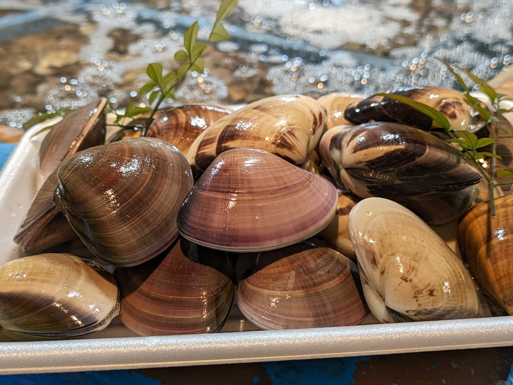 【お試し特産品つき】九十九里産 大粒 天然はまぐり4.0kg ふるさと納税 はまぐり ハマグリ 蛤 4.0kg 特産品 天然 千葉県 九十九里産 砂ぬき 送料無料 焼きはま 網焼き 酒蒸し お吸い物 お祝い パエリア 和食 活はまぐり 川喜屋水産蛤 天然 節句 ひな祭り ひなまつり 手土産 送料無料 SHF003