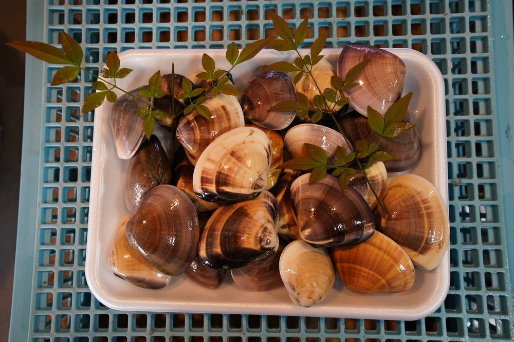 【定期便12ヶ月】九十九里産 大粒 天然はまぐり1.5kg×12回 計18kg ふるさと納税 はまぐり 蛤 天然 焼きはま 網焼き 酒蒸し お吸い物 お祝い パエリア 和食 活はまぐり 千葉県 白子町 SHF011