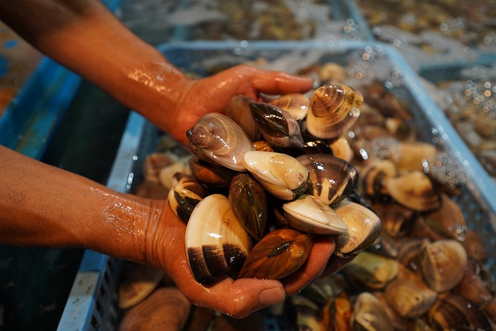 九十九里産 大粒 天然はまぐり1.5kg ふるさと納税 はまぐり 蛤 天然 焼きはま 網焼き 酒蒸し お吸い物 お祝い パエリア 和食 活はまぐり 川喜屋水産 節句 ひな祭り ひなまつり 手土産 送料無料 SHF001