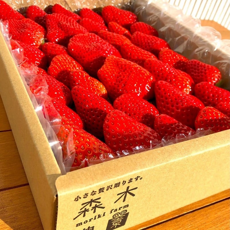 【1~4月発送】 紅ほっぺ 2000g以上 いちご 1000g×2パック イチゴ 冷蔵発送 苺 2kg 土耕栽培 フルーツ 果物 スイーツ デザート朝摘み ストロベリー おやつ 完熟 直送 ギフト 家庭用 贈答用 贈答 ギフト 贈り物 甘い ブランド ジャム アレンジ フルーツサンド 農家直送 ベリー 産地直送 国産 おすすめ 森木農園 静岡県 牧之原市 ~土耕栽培だから濃くて甘い!~