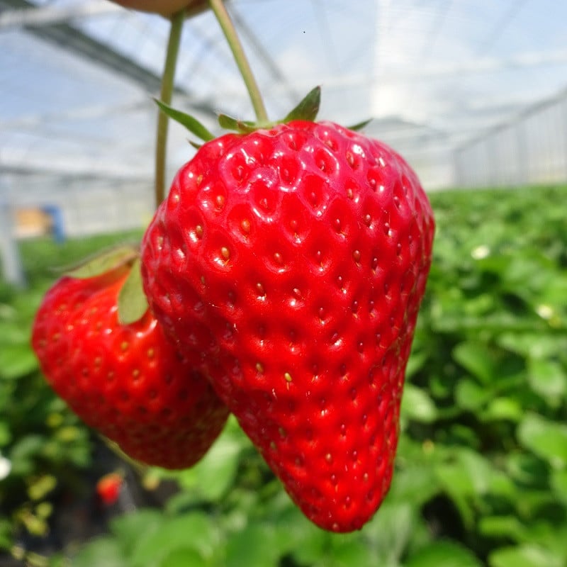 【3月発送】きらぴ香 2kg 以上 いちご 1000g×2パック イチゴ 冷蔵発送 苺 2kg 土耕栽培 フルーツ 果物 スイーツ デザート朝摘み ストロベリー おやつ 完熟 直送 ギフト 家庭用 贈答用 贈答 ギフト 贈り物 甘い ブランド ジャム アレンジ フルーツサンド 農家直送 ベリー 産地直送 国産 おすすめ 森木農園 静岡県 牧之原市 ~土耕栽培だから濃くて甘い!~