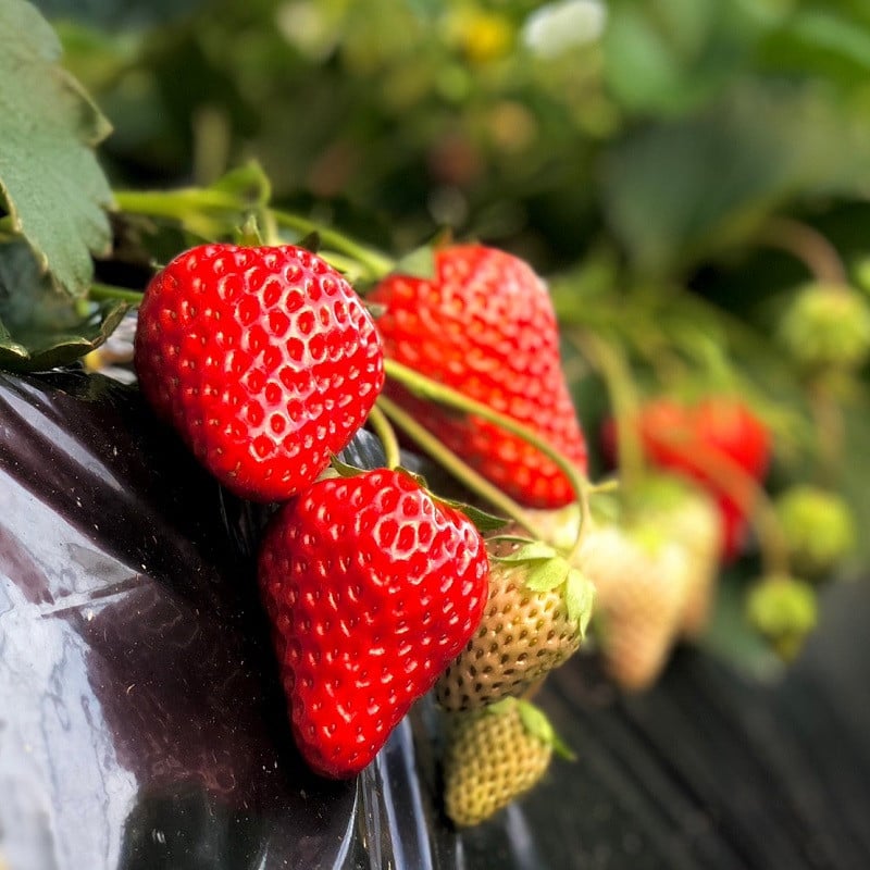 【1~4月発送】 きらぴ香 超大粒 900g いちご 冷蔵発送 きらぴか 苺 イチゴ 1箱 ゆりかーご 土耕栽培 フルーツ 果物 スイーツ デザート 朝摘み ストロベリー おやつ 完熟 直送 ギフト 家庭用 贈答用 贈答 ギフト 贈り物 甘い ブランド ジャム アレンジ 農家直送 ベリー 産地直送 国産 おすすめ 森木農園 静岡県 牧之原市 ~土耕栽培だから濃くて甘い!~