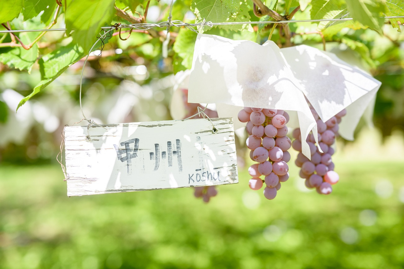 葡萄ジュース3種セット甲州”マスカット・ベーリーA”コンコード計6本(BNC) F5-701