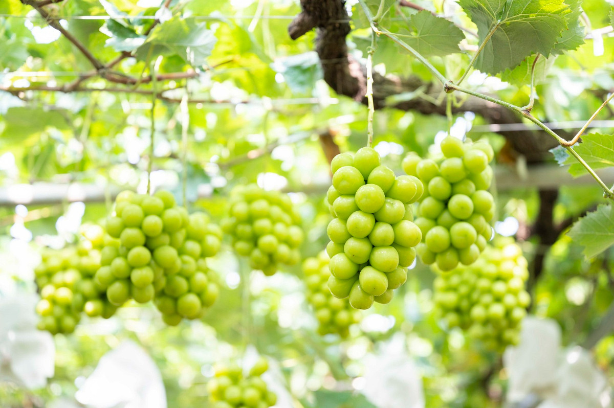 【2026年発送★先行予約】オギノフルーツ定期便（桃 約2kg・シャイン 1.2kg以上） 136-013-26y