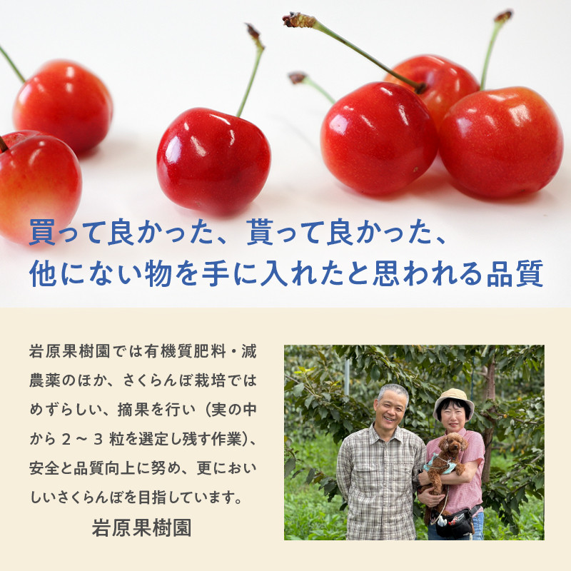 【2026年発送 先行予約】完熟大玉・さくらんぼ(3L~4Lバラ 約700g) 佐藤錦 紅秀峰 優良系統 チェリー 果物 やまなしGAP認証 フルーツ グランプリ ※2026年6月中旬以降順次発送 岩原果樹園 山梨県 北杜市