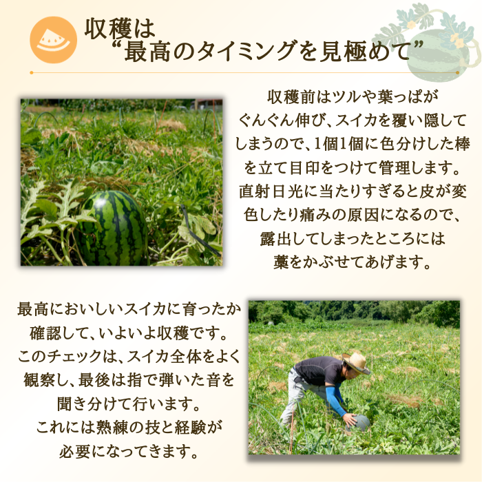 【先行予約】すいか 金色羅皇(5kg~6kg) 秀品  1玉 令和8年産 2026年産 スイカ  果物  ※沖縄・離島への配送不可 no-sukrx5