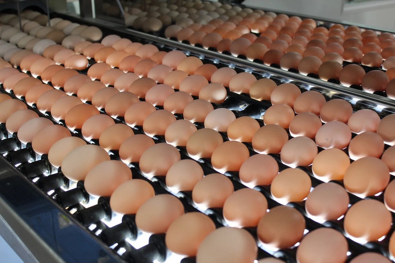 【12カ月定期便】たまご30個セット 京都こだわり卵3種の定期便 (割れ保証4個含む) 【 卵 定期便 たまご 新鮮卵 たまごセット 卵定期便 京丹波町 たまご定期便 卵 定期便 12回 卵 定期便 12か月 定期便 12ヶ月たまご 定期便 玉子 定期便】