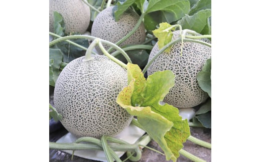 <先行受付 2026年発送>富良野メロン赤肉 厳選 2玉(大玉)  富良野市人気のおいしいフルーツ_ メロン ふらのメロン フルーツ 果物 くだもの 北海道 富良野市 富良野 ギフト プレゼント 人気 美味しい 赤肉 赤肉メロン 贈答 国産 産地直送 常温 おすすめ 【1257988】