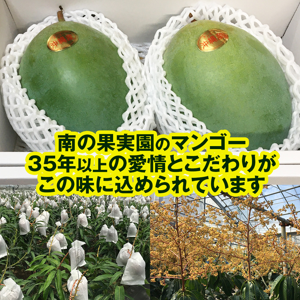 【2026年発送】南の果実園　キーツマンゴー2kg